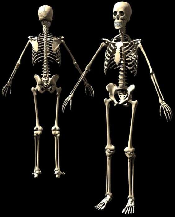 skeleton11