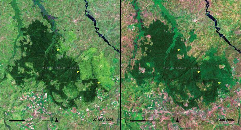 deforestation-of-mabira-forest-uganda-2001-vs-2006