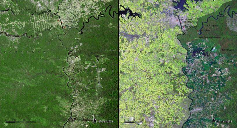 deforestation-of-the-south-american-atlantic-forest-paraguay-1973-vs-2008