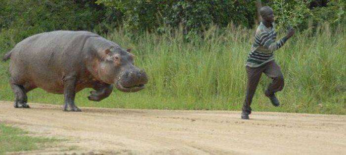 Hippopotamus chases man at Murchison Falls national park, Uganda