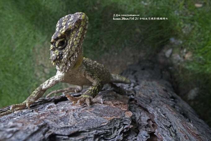 Obiektyw Laowa Probe zapowiada rewolucję w zdjęciach makro