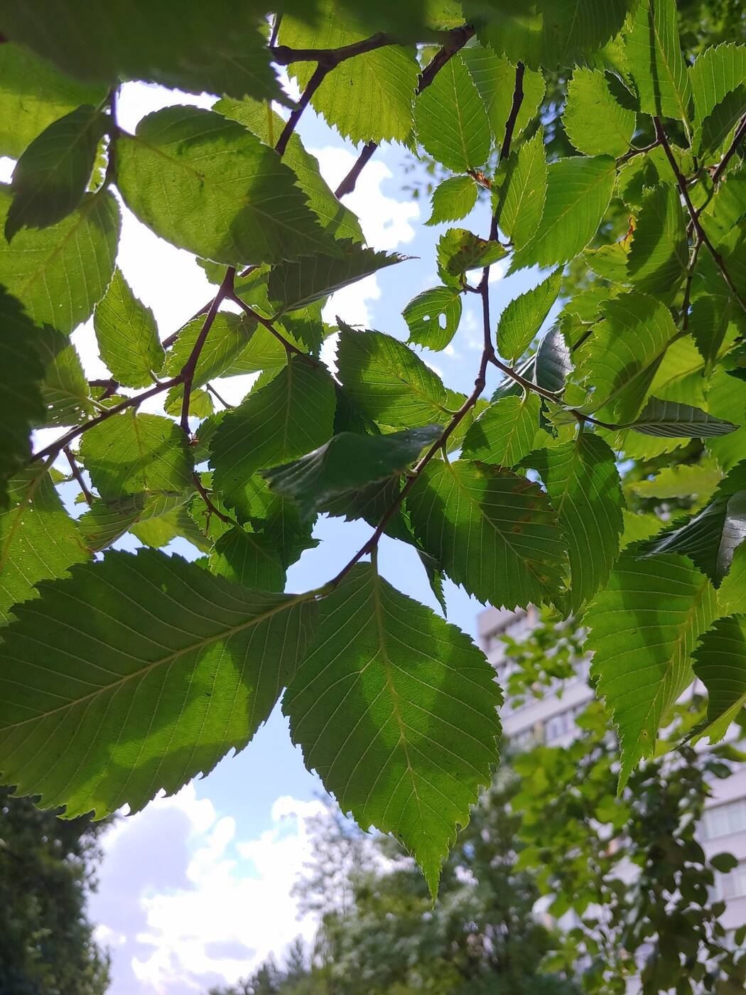 Recenzja LG G7 po miesiącu użytkowania