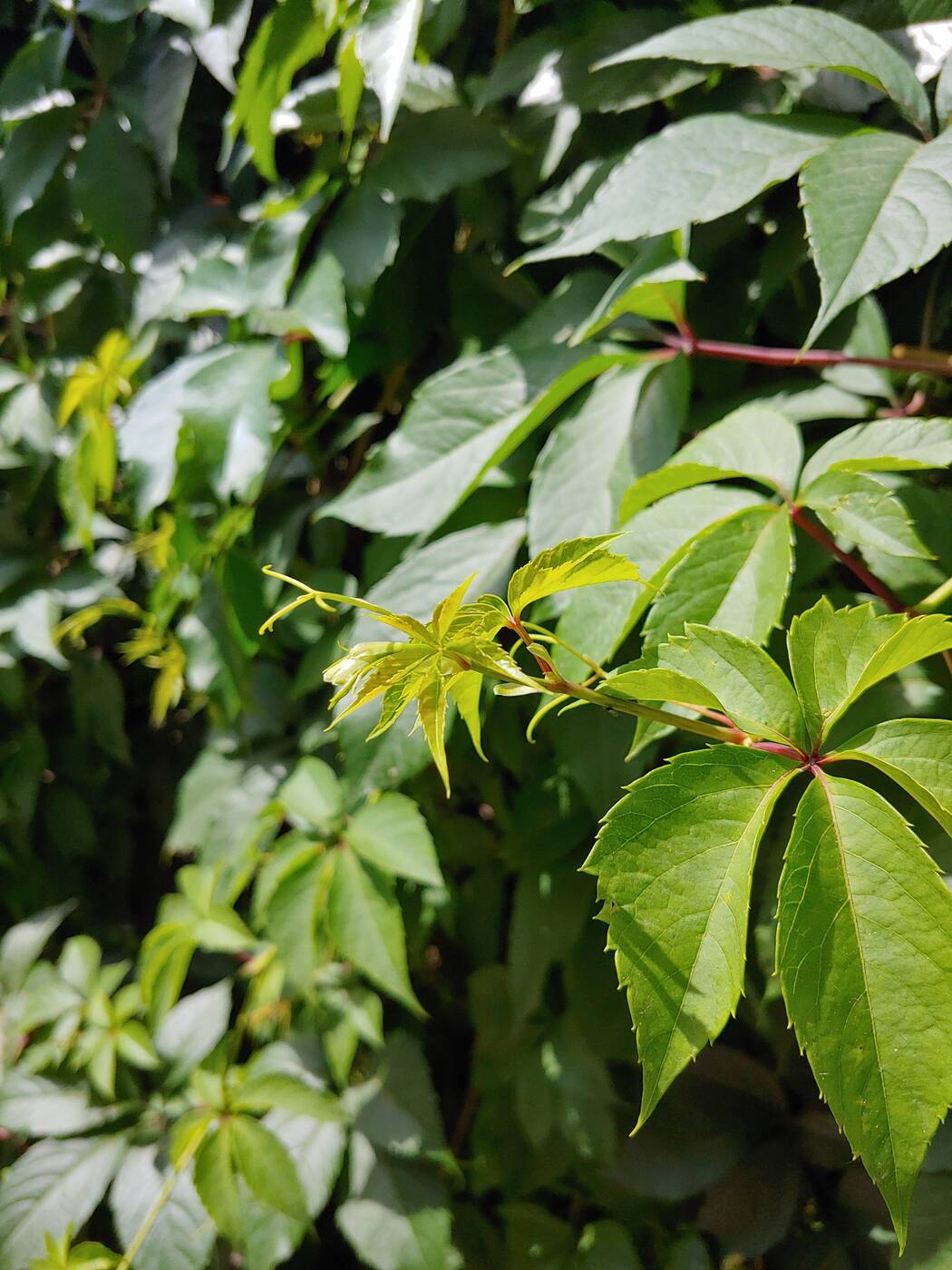 Recenzja LG G7 po miesiącu użytkowania