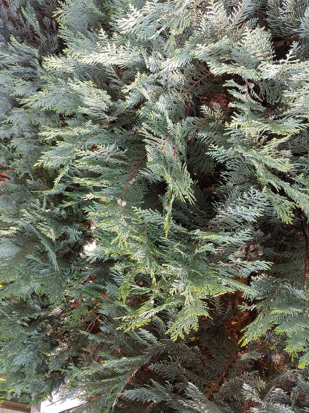 Recenzja LG G7 po miesiącu użytkowania