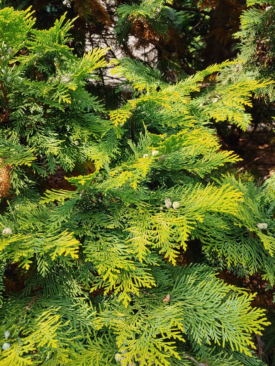 Recenzja LG G7 po miesiącu użytkowania