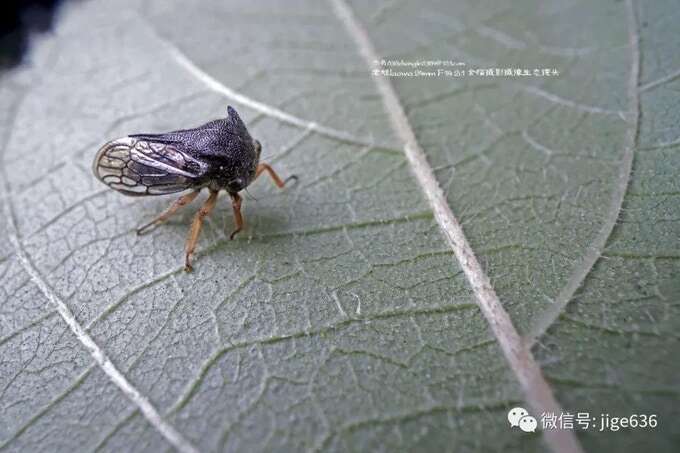 Obiektyw Laowa Probe zapowiada rewolucję w zdjęciach makro