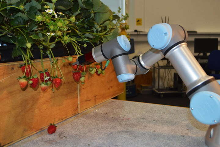 truskawki, truskawki, Essex, autonomiczność, robot zbierający truskawki, maszyna
