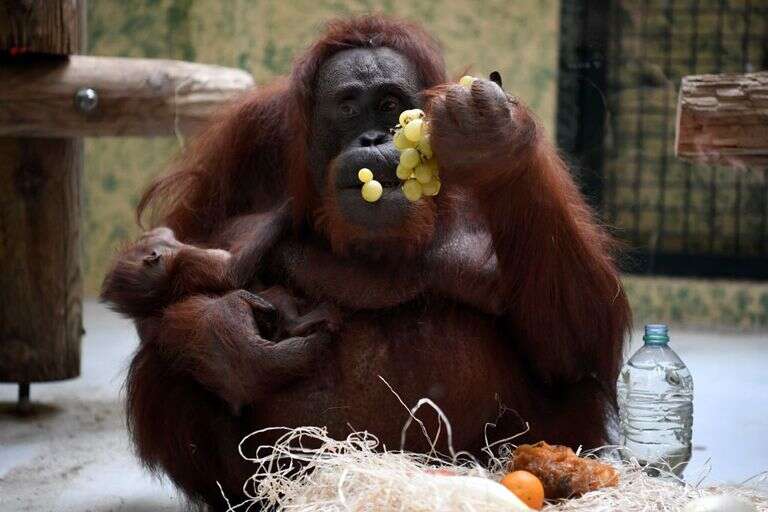 tworzenie narzedzi, orangutany, dzieci, badanie orangutany, orangutany dzieci