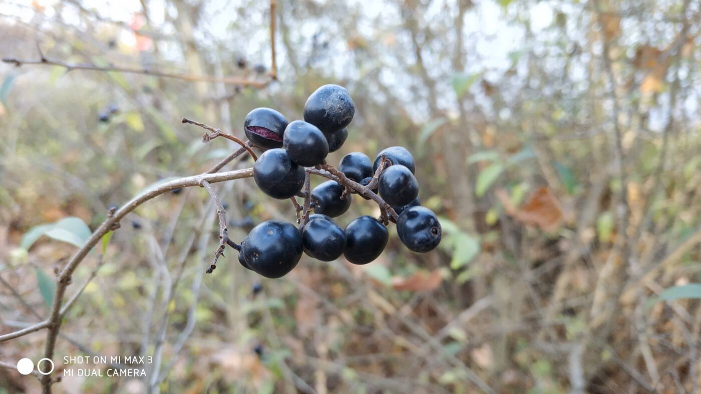 recenzja Xiaomi Mi Max 3, wrażenia Xiaomi Mi Max 3, opinie Xiaomi Mi Max 3, opinia Xiaomi Mi Max 3, test Xiaomi Mi Max 3, użytkowanie Xiaomi Mi Max 3, smartfon Xiaomi Mi Max 3, kupno Xiaomi Mi Max 3, czy warto kupić Xiaomi Mi Max 3, test Mi Max 3, wrażenia Mi Max 3, opinie Mi Max 3, opinia Mi Max 3, recenzja Mi Max 3, użytkowanie Mi Max 3,