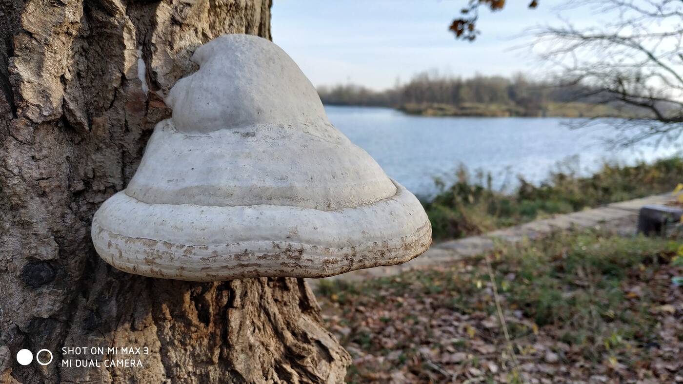 recenzja Xiaomi Mi Max 3, wrażenia Xiaomi Mi Max 3, opinie Xiaomi Mi Max 3, opinia Xiaomi Mi Max 3, test Xiaomi Mi Max 3, użytkowanie Xiaomi Mi Max 3, smartfon Xiaomi Mi Max 3, kupno Xiaomi Mi Max 3, czy warto kupić Xiaomi Mi Max 3, test Mi Max 3, wrażenia Mi Max 3, opinie Mi Max 3, opinia Mi Max 3, recenzja Mi Max 3, użytkowanie Mi Max 3,