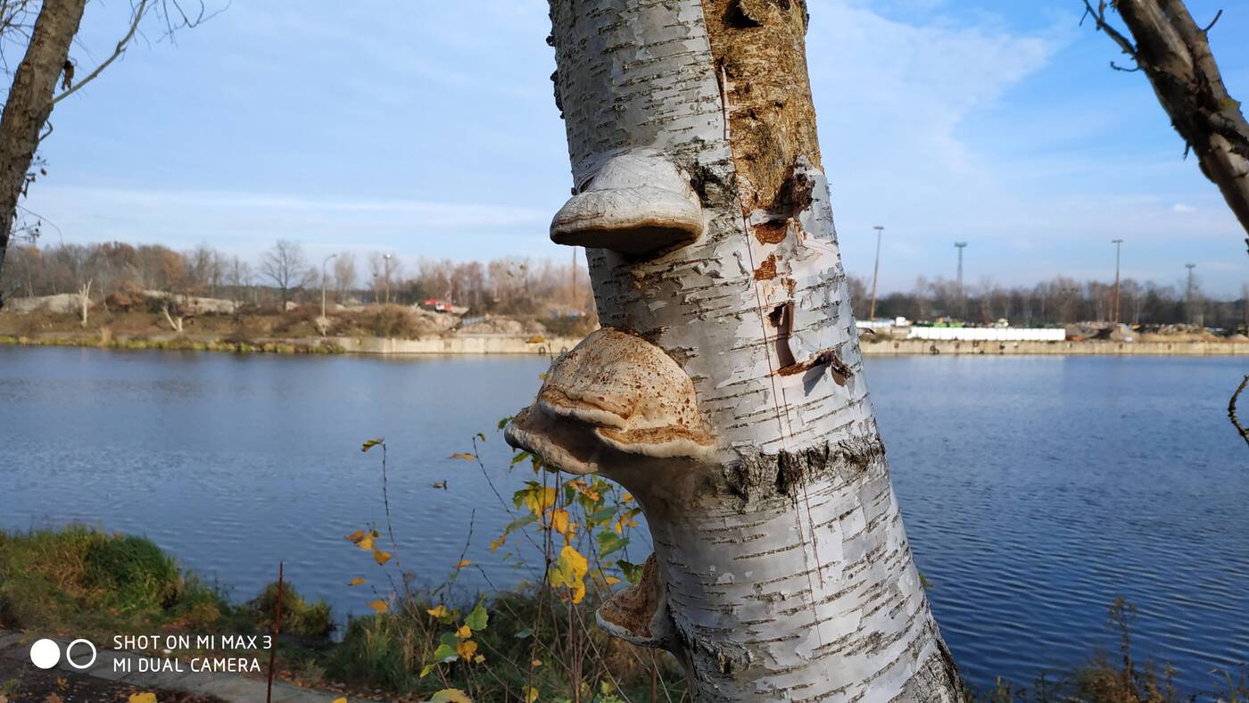 recenzja Xiaomi Mi Max 3, wrażenia Xiaomi Mi Max 3, opinie Xiaomi Mi Max 3, opinia Xiaomi Mi Max 3, test Xiaomi Mi Max 3, użytkowanie Xiaomi Mi Max 3, smartfon Xiaomi Mi Max 3, kupno Xiaomi Mi Max 3, czy warto kupić Xiaomi Mi Max 3, test Mi Max 3, wrażenia Mi Max 3, opinie Mi Max 3, opinia Mi Max 3, recenzja Mi Max 3, użytkowanie Mi Max 3,