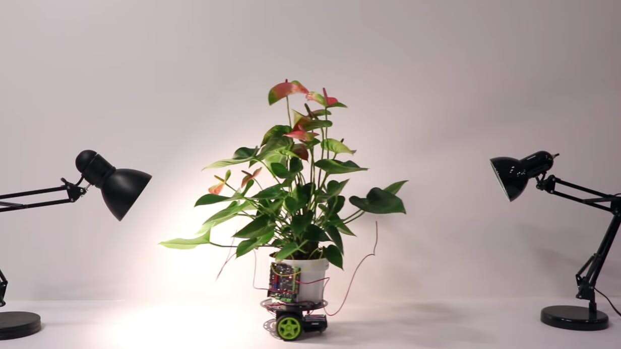 roślina, robotyczna, roślina robot, mit roślina, robotyczna roślina
