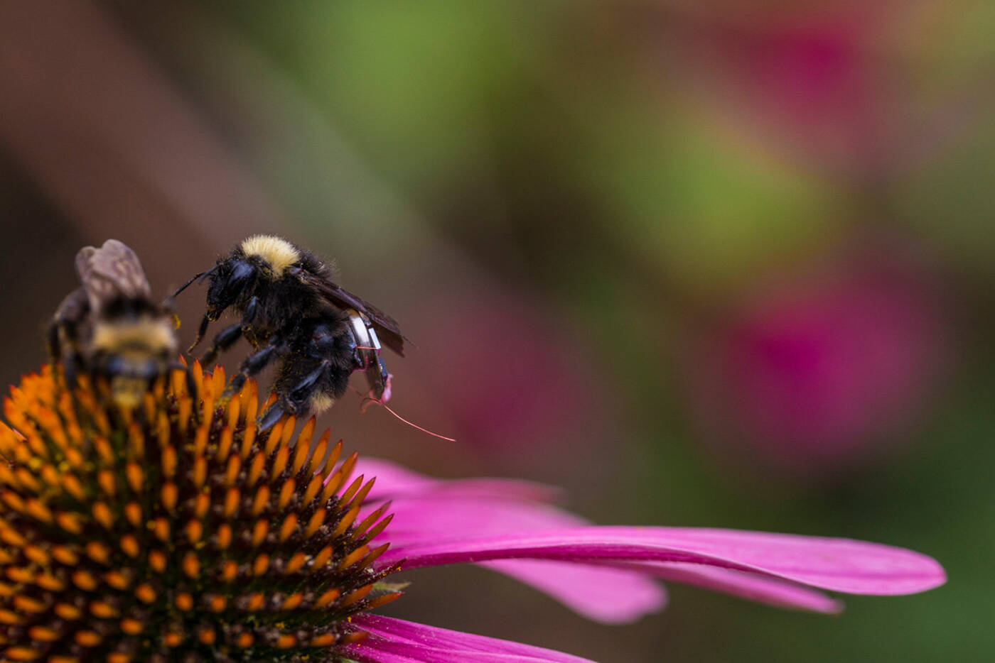 Pszczoły, śledzenie plonów, plecaki dla pszczół, sensory dla pszczół