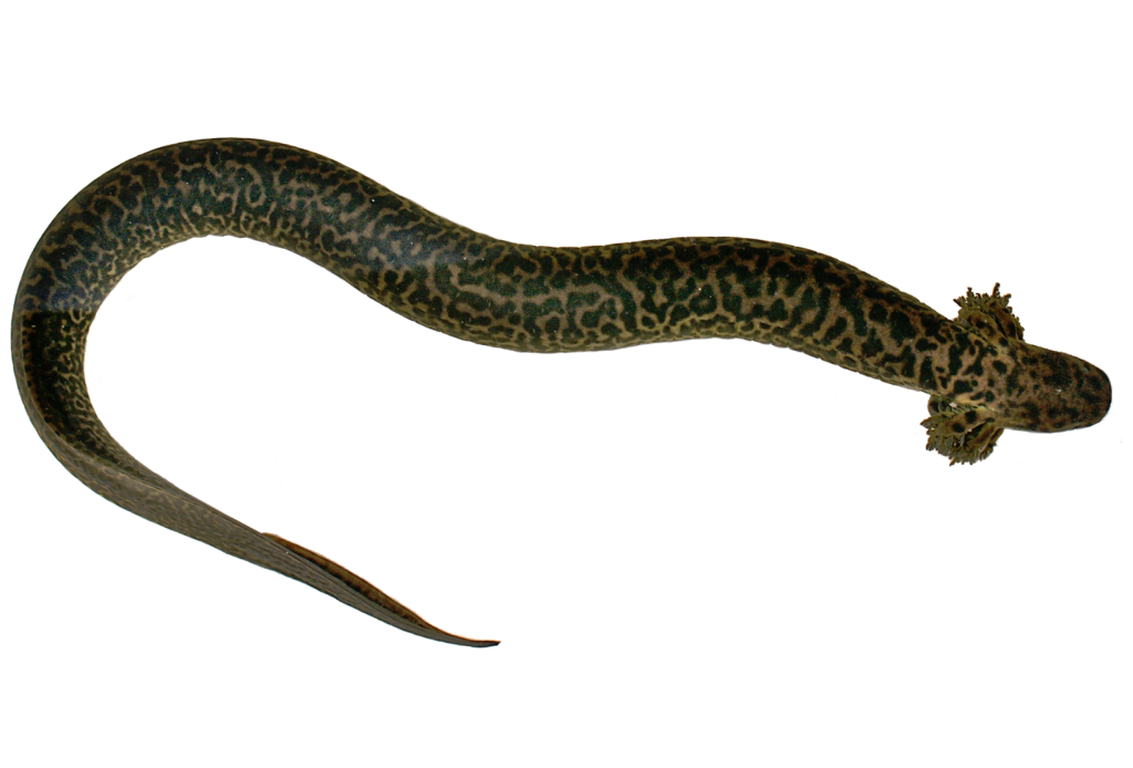 salamandra,nowy gatunek salamandry, odkrycie salamandry, Siren reticulata