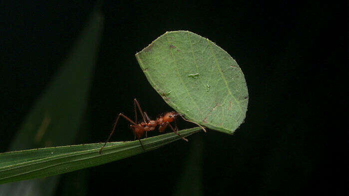 mrówki parasolowe, mrówki metan, mrówki podtlenek azotu, mrówki klimat, mrówki gazy cieplarniane