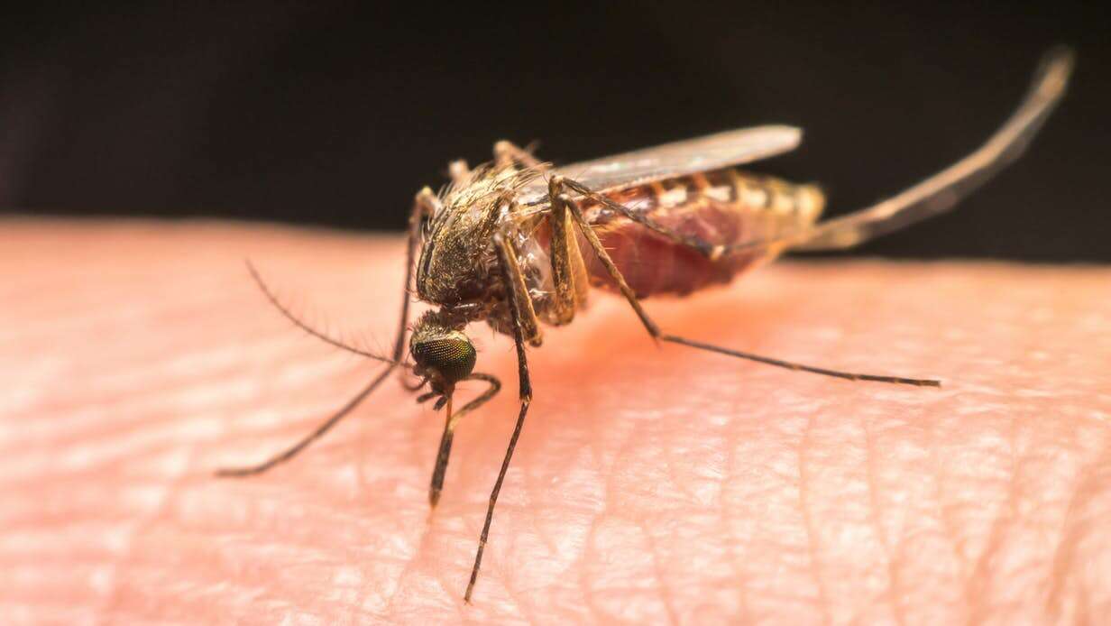 malaria, test na malarię, smaart, ślina malaria, wykrywanie malarii,