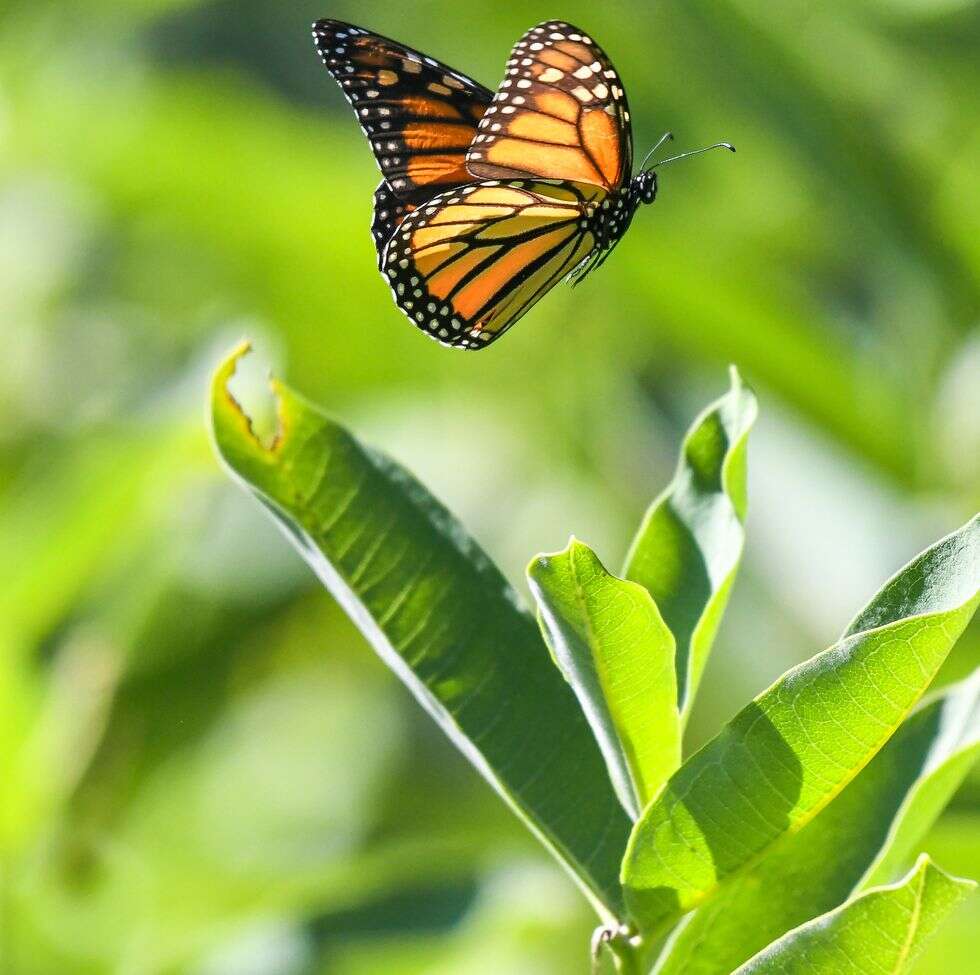 monarchy, motyle monarchy, wyginięcie monarch, wyginięcie motyli