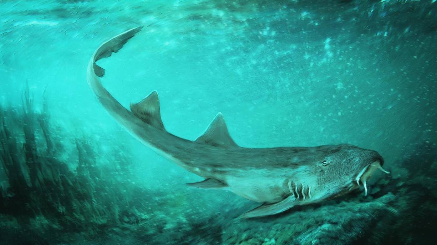 Starożytny rekin nazwany grą z 80. lat