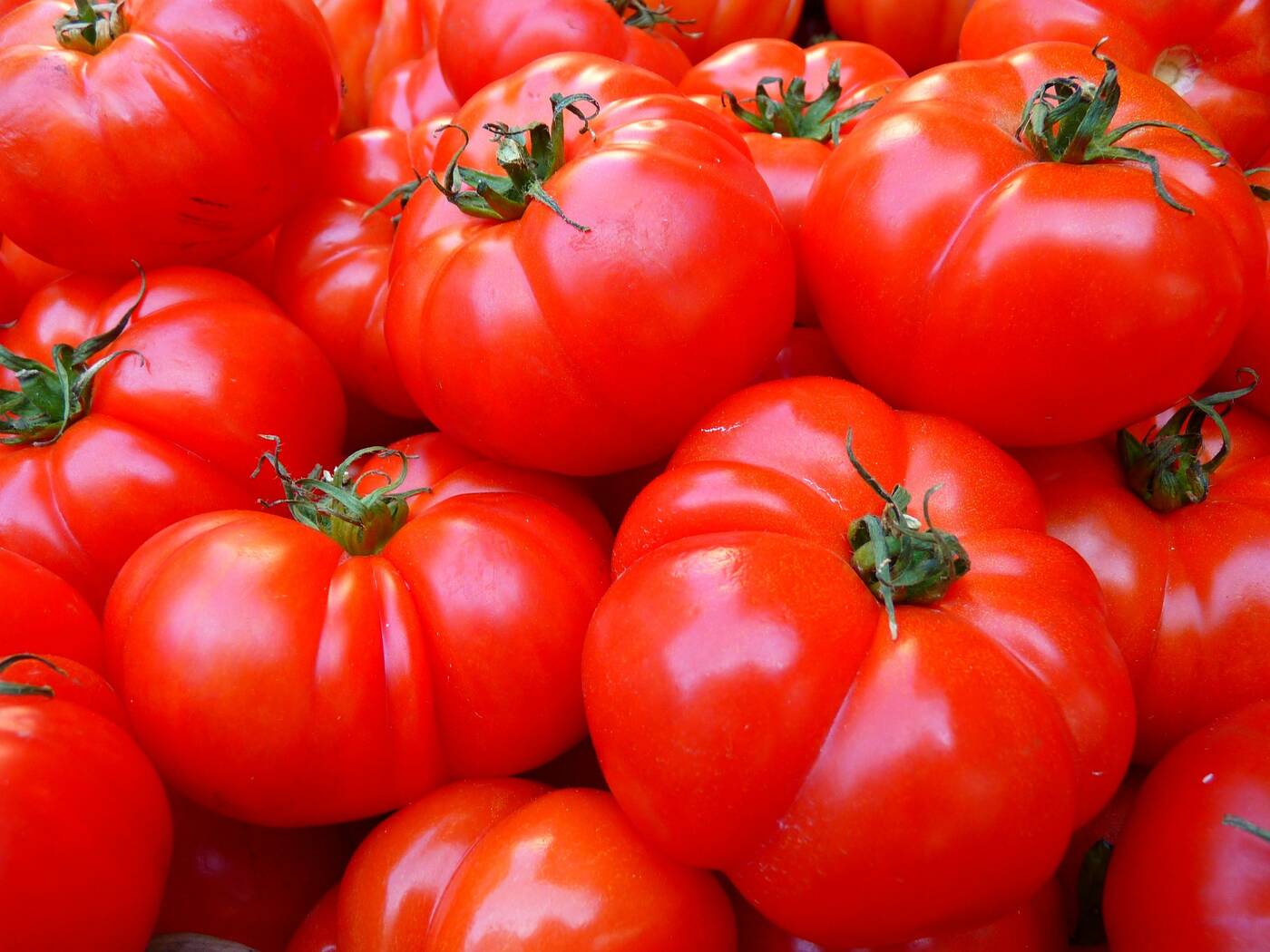 pomidory, ostre pomidory, pomidory chilli, crispr pomidory, modyfikacja genetyczna pomidorów