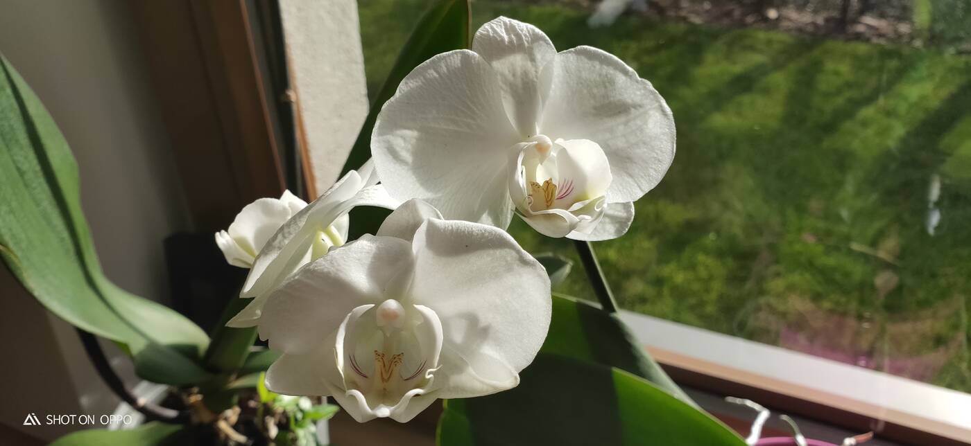 RX17, RX17 pro, oppo, test RX17, test rx17 pro, recenzja rx17, recenzja rx17 pro, opinia rx17 pro, oceny rx17 pro, opinie rx 17 pro, ocena rx17 pro, test OPPO RX17 Pro, recenzja OPPO RX17 Pro, recenzje OPPO RX17 Pro, oppo rx17, testy OPPO RX17 Pro, test oppo rx17, testy OPPO RX17, recenzja OPPO RX17, recenzje OPPO RX17, opinia OPPO RX17, opinie OPPO RX17, testy OPPO RX17 Pro, opinia OPPO RX17 Pro, opinie OPPO RX17 Pro, ocena OPPO RX17 Pro, oceny OPPO RX17 Pro, wrażenia OPPO RX17 Pro,