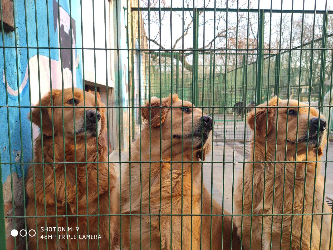 Xiaomi Mi 9, zdjęcia wykonane Xiaomi Mi 9, 48 MP aparat Xiaomi Mi 9, aparat Xiaomi Mi 9