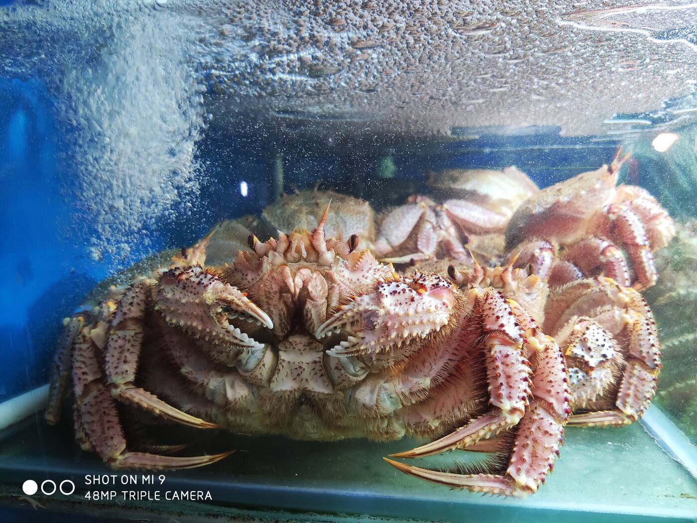 Xiaomi Mi 9, zdjęcia wykonane Xiaomi Mi 9, 48 MP aparat Xiaomi Mi 9, aparat Xiaomi Mi 9