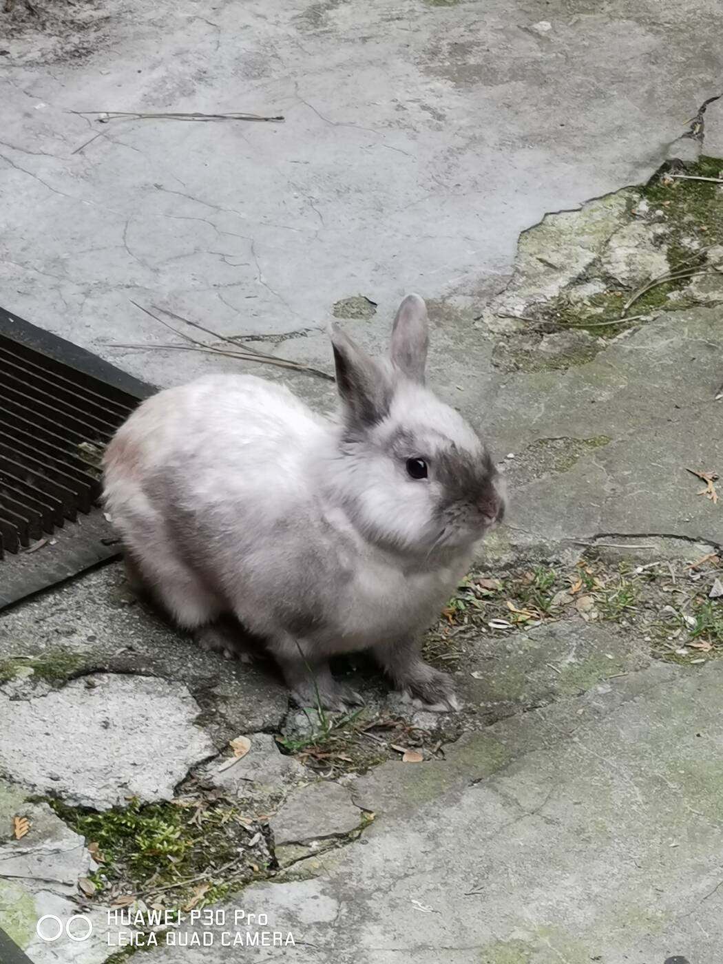 Huawei P30 Pro, P30 Pro, recenzja Huawei P30 Pro, recenzje Huawei P30 Pro, specyfikacja Huawei P30 Pro, wygląd Huawei P30 Pro, aparat Huawei P30 Pro, kamera Huawei P30 Pro, wrażenia Huawei P30 Pro, oceny Huawei P30 Pro, ocena Huawei P30 Pro, testy Huawei P30 Pro, opinia Huawei P30 Pro, opinie Huawei P30 Pro, test P30 Pro, testy P30 Pro, specyfikacja P30 Pro, wrażenia P30 Pro, wygląd P30 Pro, ekran P30 Pro, aparat P30 Pro, recenzja P30 Pro, recenzje P30 Pro, opinie P30 Pro, opinia P30 Pro, oceny P30 Pro, ocena P30 Pro, Huawei, Huawei P30, zdjęcia P30 Pro, zdjęcia huawei p30 pro,