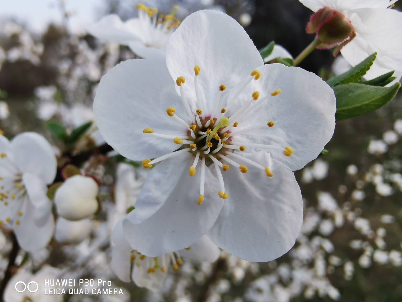 Huawei P30 Pro, P30 Pro, recenzja Huawei P30 Pro, recenzje Huawei P30 Pro, specyfikacja Huawei P30 Pro, wygląd Huawei P30 Pro, aparat Huawei P30 Pro, kamera Huawei P30 Pro, wrażenia Huawei P30 Pro, oceny Huawei P30 Pro, ocena Huawei P30 Pro, testy Huawei P30 Pro, opinia Huawei P30 Pro, opinie Huawei P30 Pro, test P30 Pro, testy P30 Pro, specyfikacja P30 Pro, wrażenia P30 Pro, wygląd P30 Pro, ekran P30 Pro, aparat P30 Pro, recenzja P30 Pro, recenzje P30 Pro, opinie P30 Pro, opinia P30 Pro, oceny P30 Pro, ocena P30 Pro, Huawei, Huawei P30, zdjęcia P30 Pro, zdjęcia huawei p30 pro,