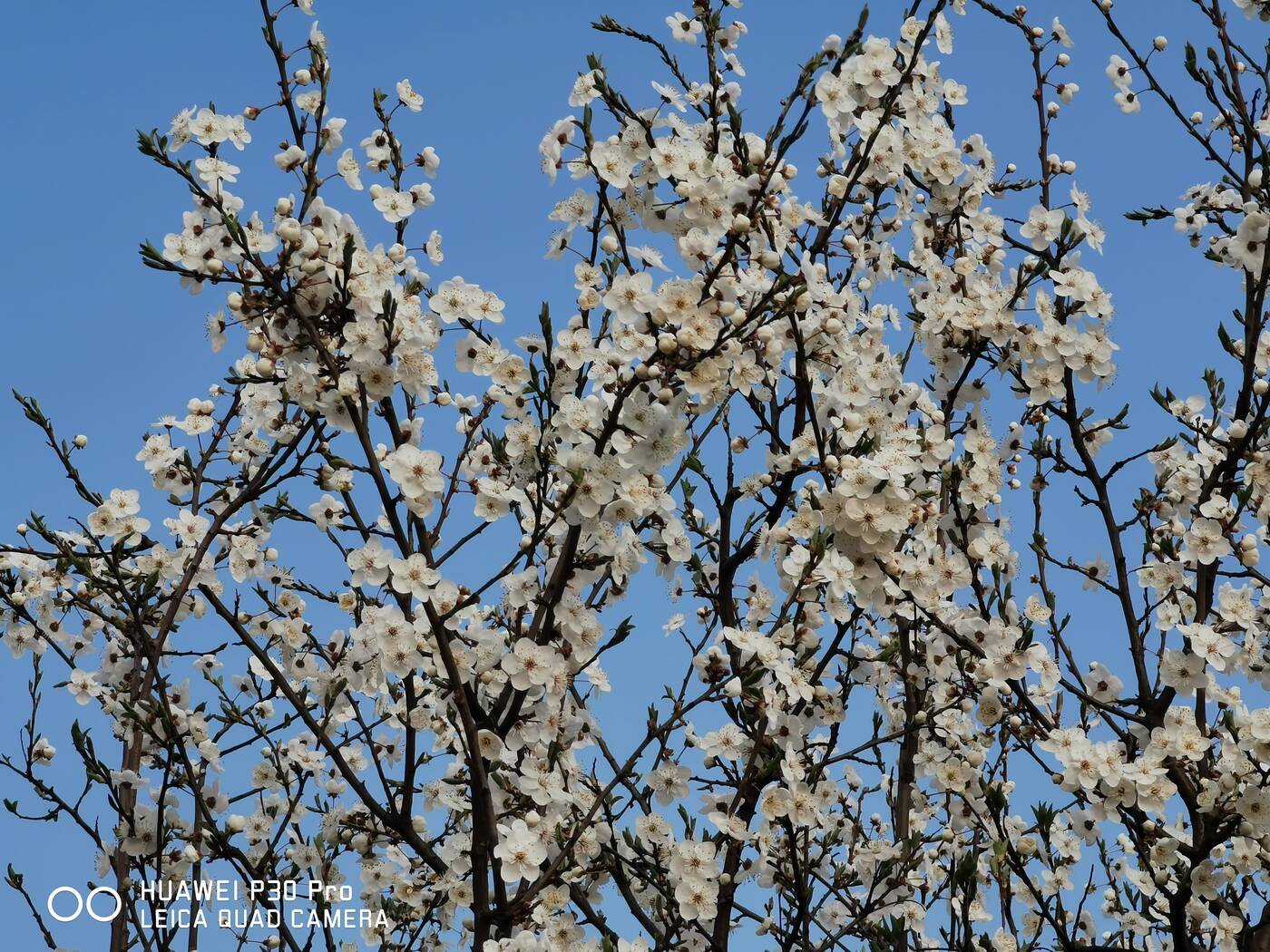 Huawei P30 Pro, P30 Pro, recenzja Huawei P30 Pro, recenzje Huawei P30 Pro, specyfikacja Huawei P30 Pro, wygląd Huawei P30 Pro, aparat Huawei P30 Pro, kamera Huawei P30 Pro, wrażenia Huawei P30 Pro, oceny Huawei P30 Pro, ocena Huawei P30 Pro, testy Huawei P30 Pro, opinia Huawei P30 Pro, opinie Huawei P30 Pro, test P30 Pro, testy P30 Pro, specyfikacja P30 Pro, wrażenia P30 Pro, wygląd P30 Pro, ekran P30 Pro, aparat P30 Pro, recenzja P30 Pro, recenzje P30 Pro, opinie P30 Pro, opinia P30 Pro, oceny P30 Pro, ocena P30 Pro, Huawei, Huawei P30, zdjęcia P30 Pro, zdjęcia huawei p30 pro,