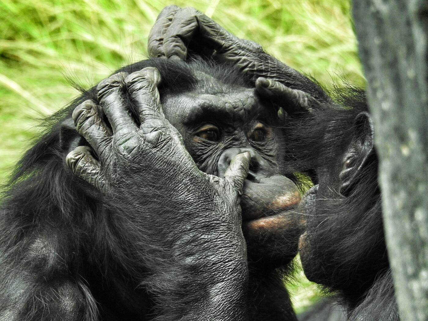 Bonobo, krzyżowanie bonobo, krzyżowanie małp, historia bonobo, historia małp