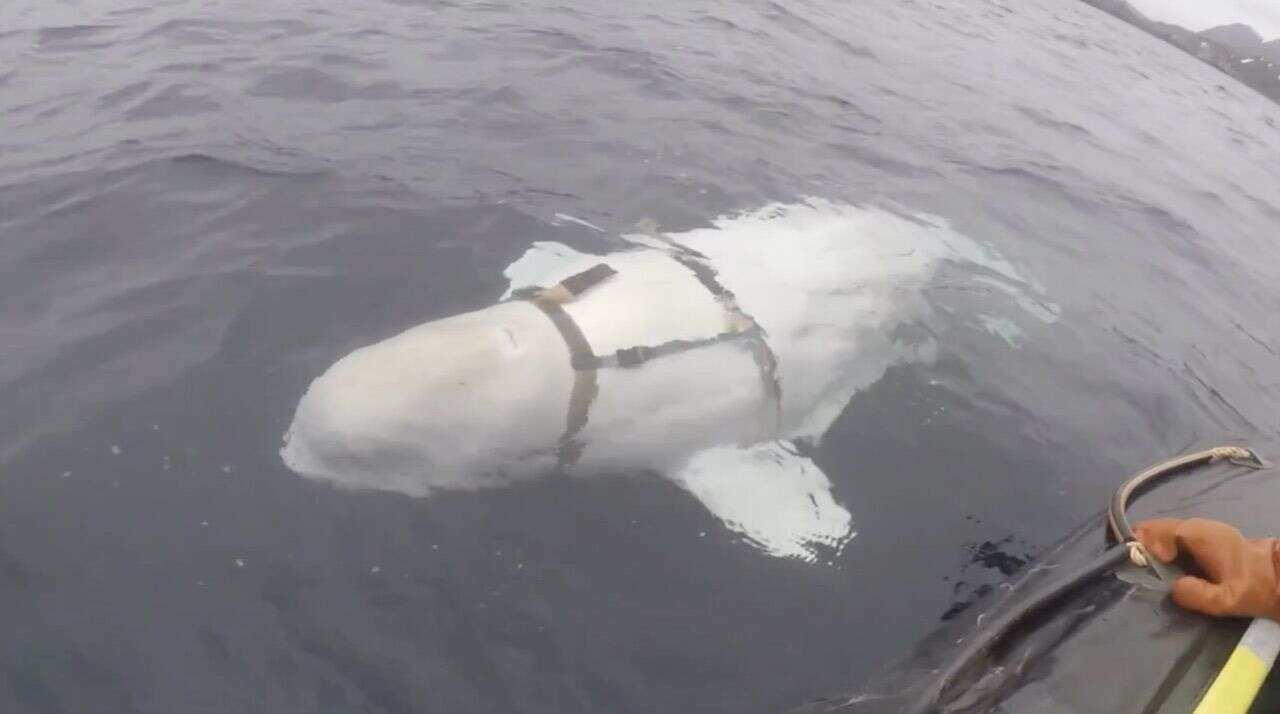 Wieloryby w roli szpiegów w szeregach marynarki rosyjskiej