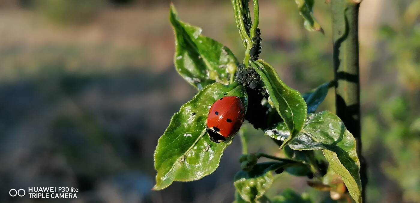 recenzja Huawei P30 lite, opinia Huawei P30 lite, recenzje Huawei P30 lite, opinie Huawei P30 lite testy Huawei P30 lite, wrażenia Huawei P30 lite, huawei, p30 lite, ocena Huawei P30 lite, oceny Huawei P30 lite, specyfikacja Huawei P30 lite, aparat Huawei P30 lite wygląd Huawei P30 lite, zdjęcia Huawei P30 lite, procesor Huawei P30 lite, kamera Huawei P30 lite, cena Huawei P30 lite, czy warto kupić Huawei P30 lite, wydajność Huawei P30 lite, test P30 lite, recenzja P30 lite, ocena P30 lite, oceny P30 lite, specyfikacja P30 lite, wygląd P30 lite, cena P30 lite, aparat P30 lite wrażenia P30 lite recenzje P30 lite testy P30 lite, kamera P30 lite, oceny P30 lite,