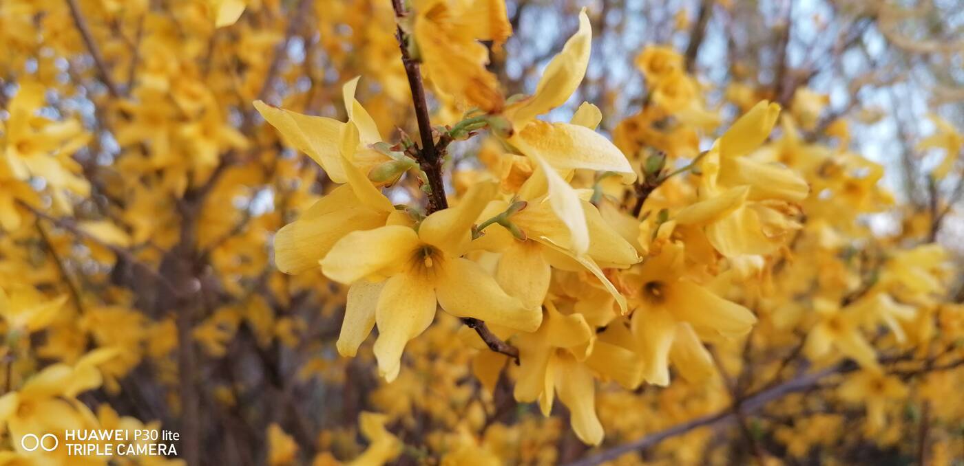 recenzja Huawei P30 lite, opinia Huawei P30 lite, recenzje Huawei P30 lite, opinie Huawei P30 lite testy Huawei P30 lite, wrażenia Huawei P30 lite, huawei, p30 lite, ocena Huawei P30 lite, oceny Huawei P30 lite, specyfikacja Huawei P30 lite, aparat Huawei P30 lite wygląd Huawei P30 lite, zdjęcia Huawei P30 lite, procesor Huawei P30 lite, kamera Huawei P30 lite, cena Huawei P30 lite, czy warto kupić Huawei P30 lite, wydajność Huawei P30 lite, test P30 lite, recenzja P30 lite, ocena P30 lite, oceny P30 lite, specyfikacja P30 lite, wygląd P30 lite, cena P30 lite, aparat P30 lite wrażenia P30 lite recenzje P30 lite testy P30 lite, kamera P30 lite, oceny P30 lite,