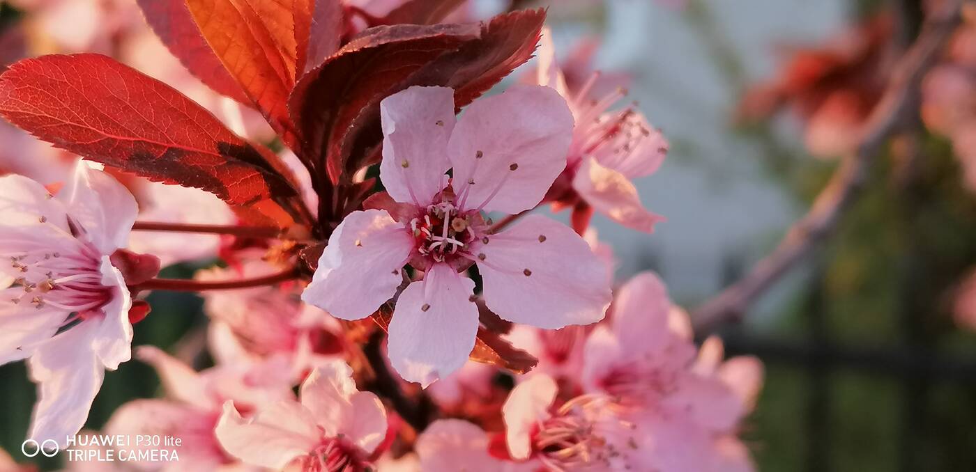 recenzja Huawei P30 lite, opinia Huawei P30 lite, recenzje Huawei P30 lite, opinie Huawei P30 lite testy Huawei P30 lite, wrażenia Huawei P30 lite, huawei, p30 lite, ocena Huawei P30 lite, oceny Huawei P30 lite, specyfikacja Huawei P30 lite, aparat Huawei P30 lite wygląd Huawei P30 lite, zdjęcia Huawei P30 lite, procesor Huawei P30 lite, kamera Huawei P30 lite, cena Huawei P30 lite, czy warto kupić Huawei P30 lite, wydajność Huawei P30 lite, test P30 lite, recenzja P30 lite, ocena P30 lite, oceny P30 lite, specyfikacja P30 lite, wygląd P30 lite, cena P30 lite, aparat P30 lite wrażenia P30 lite recenzje P30 lite testy P30 lite, kamera P30 lite, oceny P30 lite,