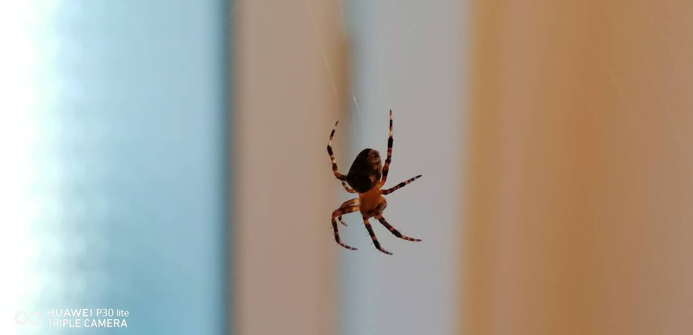 recenzja Huawei P30 lite, opinia Huawei P30 lite, recenzje Huawei P30 lite, opinie Huawei P30 lite testy Huawei P30 lite, wrażenia Huawei P30 lite, huawei, p30 lite, ocena Huawei P30 lite, oceny Huawei P30 lite, specyfikacja Huawei P30 lite, aparat Huawei P30 lite wygląd Huawei P30 lite, zdjęcia Huawei P30 lite, procesor Huawei P30 lite, kamera Huawei P30 lite, cena Huawei P30 lite, czy warto kupić Huawei P30 lite, wydajność Huawei P30 lite, test P30 lite, recenzja P30 lite, ocena P30 lite, oceny P30 lite, specyfikacja P30 lite, wygląd P30 lite, cena P30 lite, aparat P30 lite wrażenia P30 lite recenzje P30 lite testy P30 lite, kamera P30 lite, oceny P30 lite,