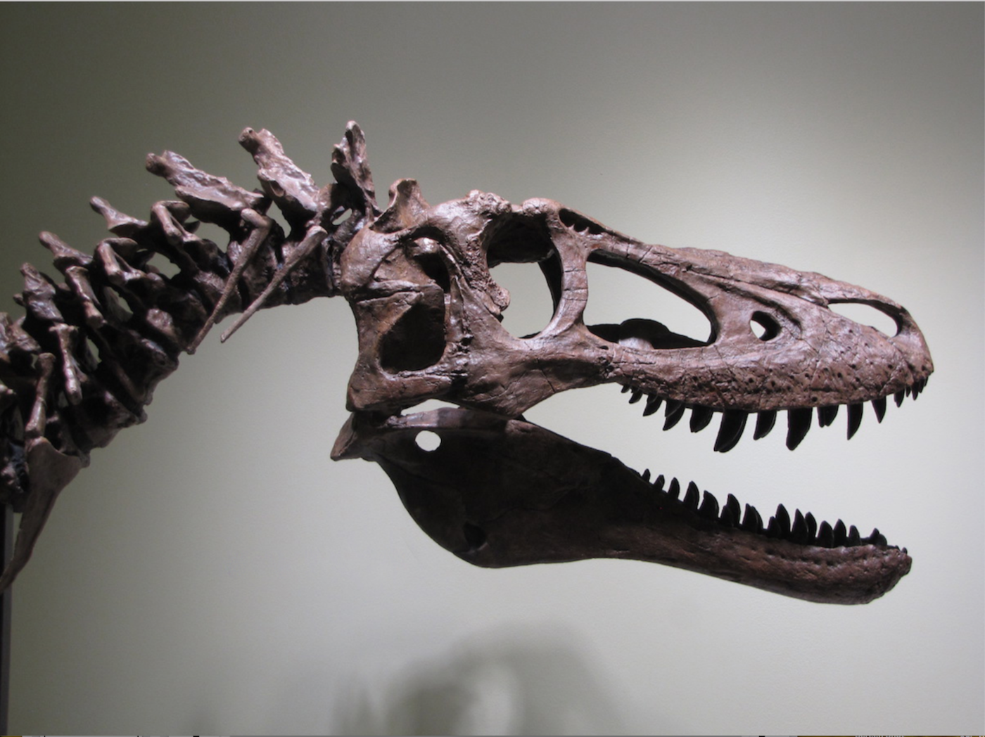 Ktoś sprzedaje szkielet młodego tyranozaura na eBayu