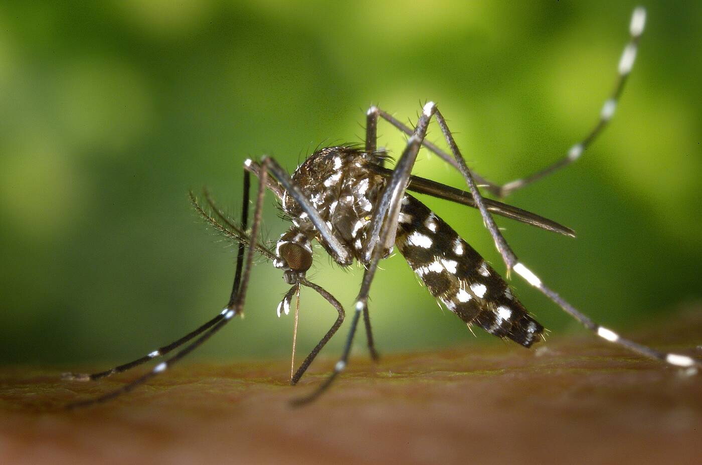 Komary, wirusy komary, badanie komarów, roznoszenie chorób komary, roznoszenie wirusów komary