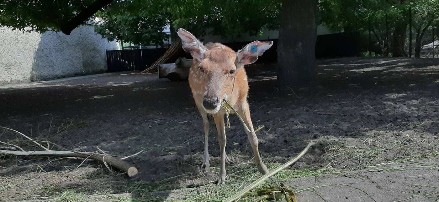 Test Samsung Galaxy A50 - pogromca Huawei P30 lite?