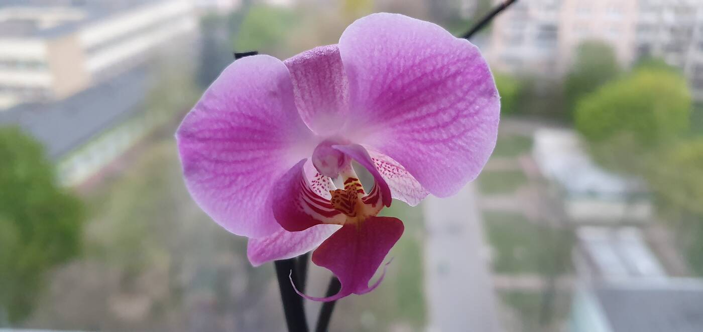 Test telefonu Samsung Galaxy S10+