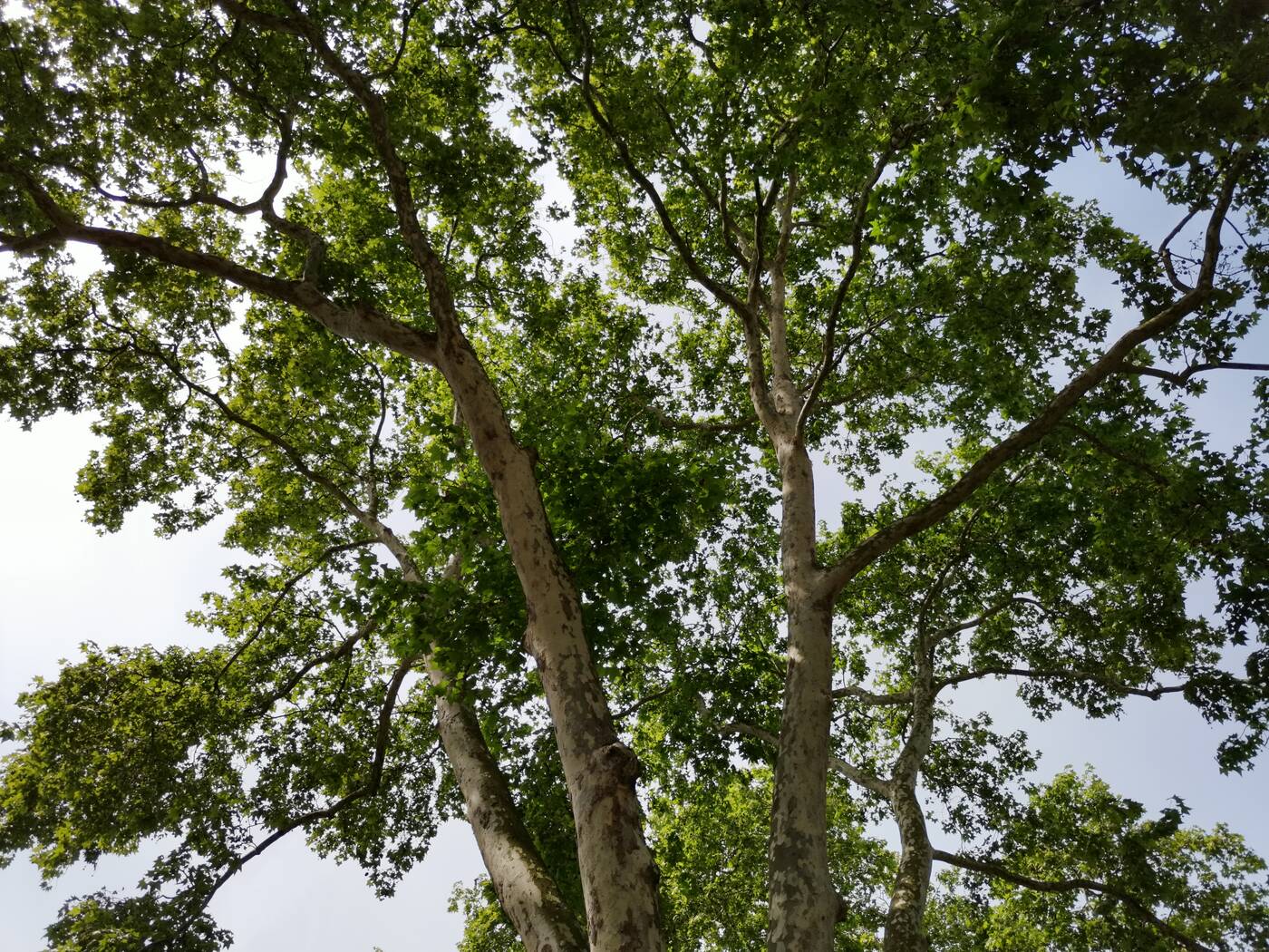 Test Honor View 20 - gdy Huawei jest za drogi