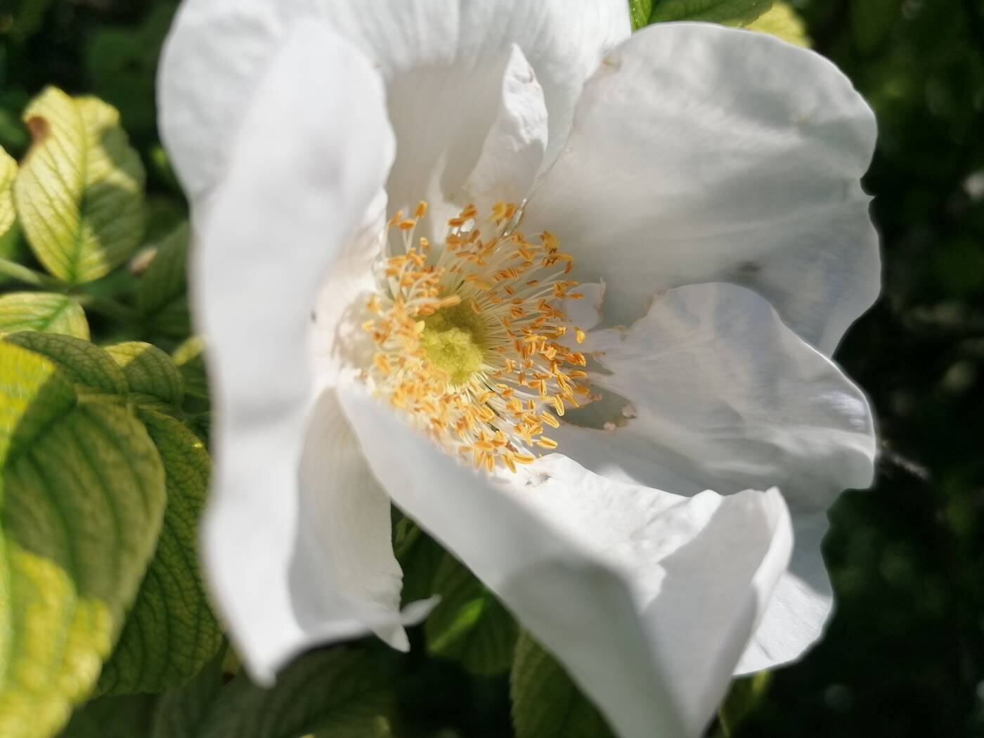 Huawei P30 Lite - 48 Mpix