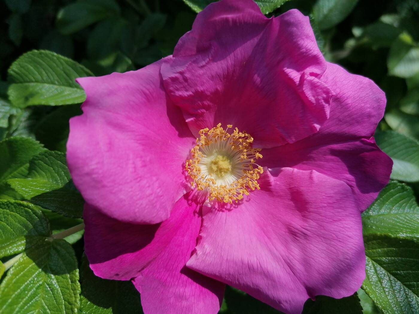 Huawei P30 Lite - 48 Mpix