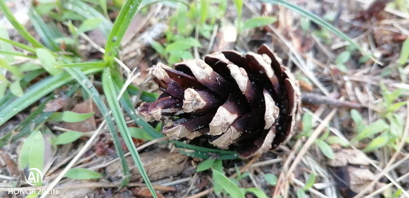 Honor 20 Lite, Honor 20, recenzja Honor 20 Lite, wrażenia Honor 20 Lite, opinie Honor 20 Lite, oceny Honor 20 Lite, specyfikacja Honor 20 Lite, wygląd Honor 20 Lite, cena Honor 20 Lite, opinia Honor 20 Lite, aparat Honor 20 Lite, kolory Honor 20 Lite, ekran Honor 20 Lite, matryca Honor 20 Lite, gdzie kupić Honor 20 Lite, system Honor 20 Lite, procesor Honor 20 Lite, android Honor 20 Lite, trump Honor 20 Lite,