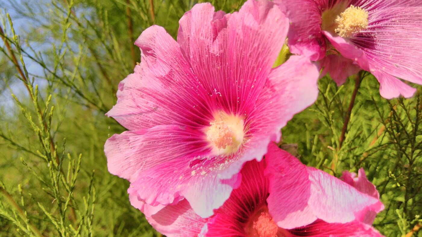 Test Alcatel 3 (2019) – Budżetowy killer?