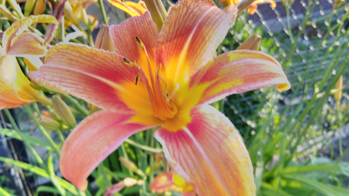 Test Alcatel 3 (2019) – Budżetowy killer?