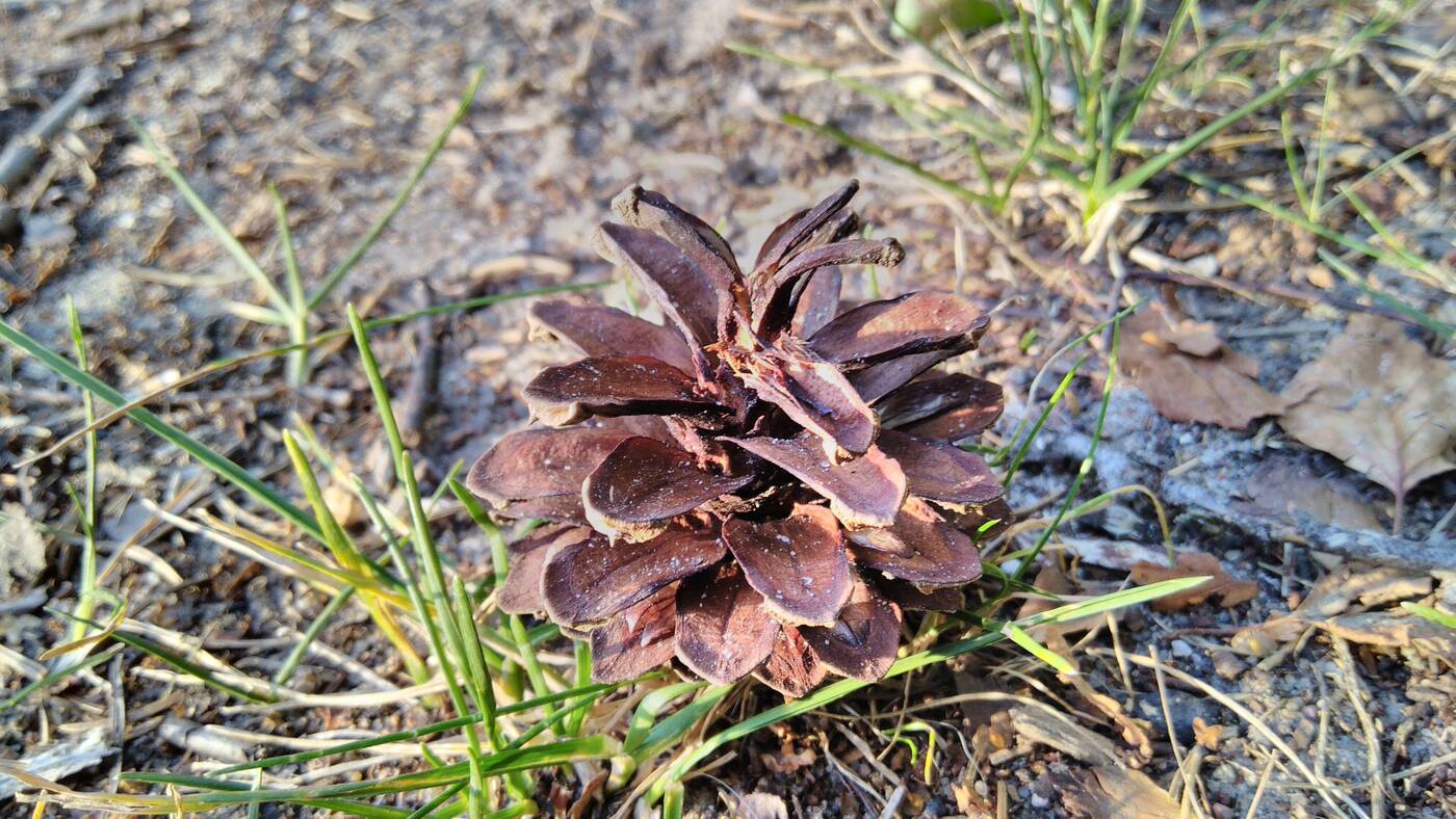 Test Alcatel 3 (2019) – Budżetowy killer?