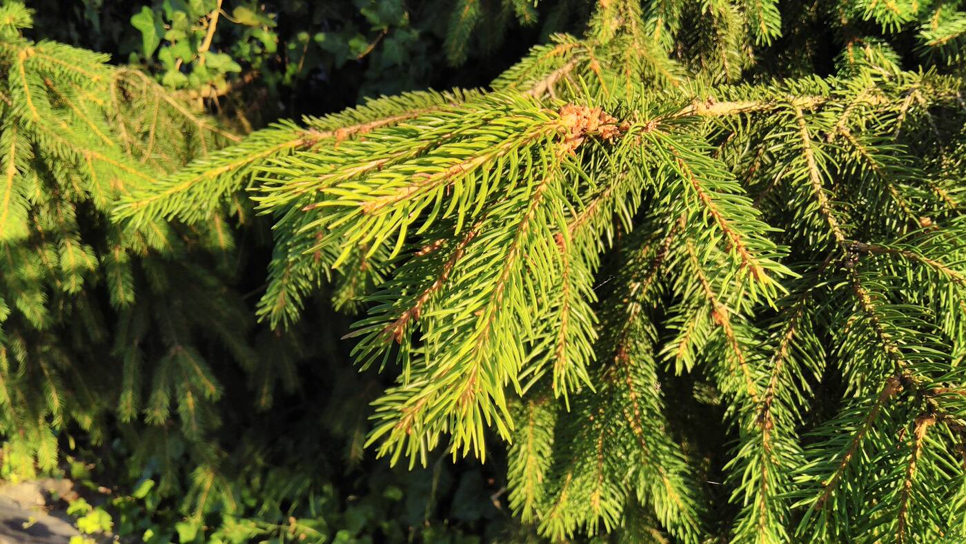 Test Alcatel 3 (2019) – Budżetowy killer?