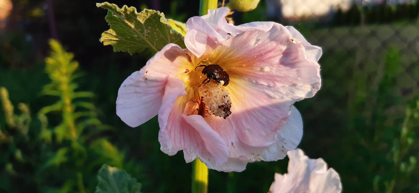 Test Samsung Galaxy A40 – dobra cena