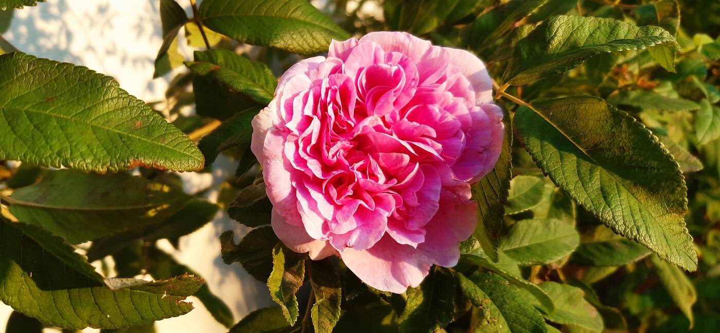 Test Samsung Galaxy A40 – dobra cena