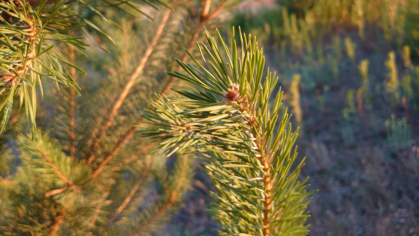 Test Sony Xperia 1 – kinowy format w najlepszym wydaniu